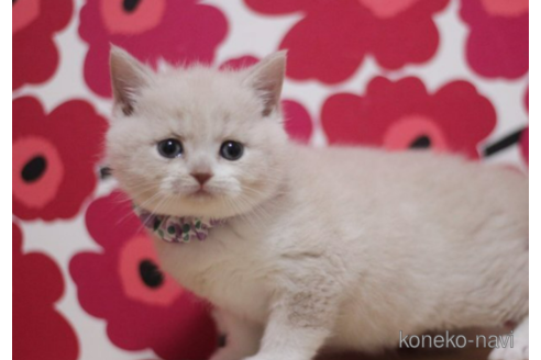 成約済の東京都のマンチカン-72705の5枚目